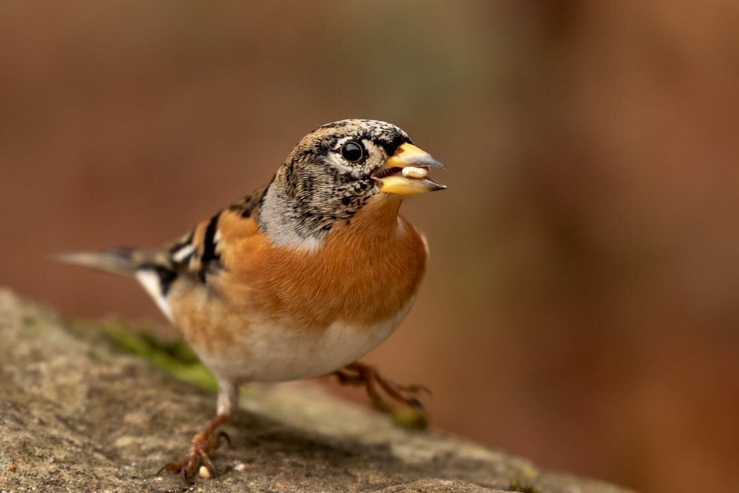 Brambling (male)