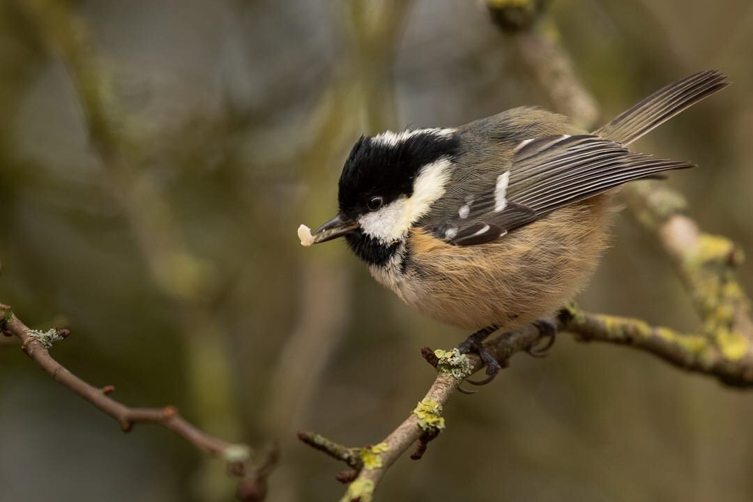 Coal tit