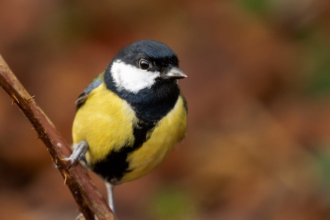 Great tit