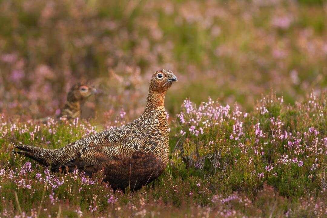 Red Grouse in Heather – 340mm, f/5.6, 1/500, ISO 400