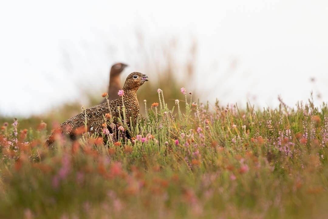 Red Grouse Feeding – 371mm, f/5.6, 1/500s, ISO 250