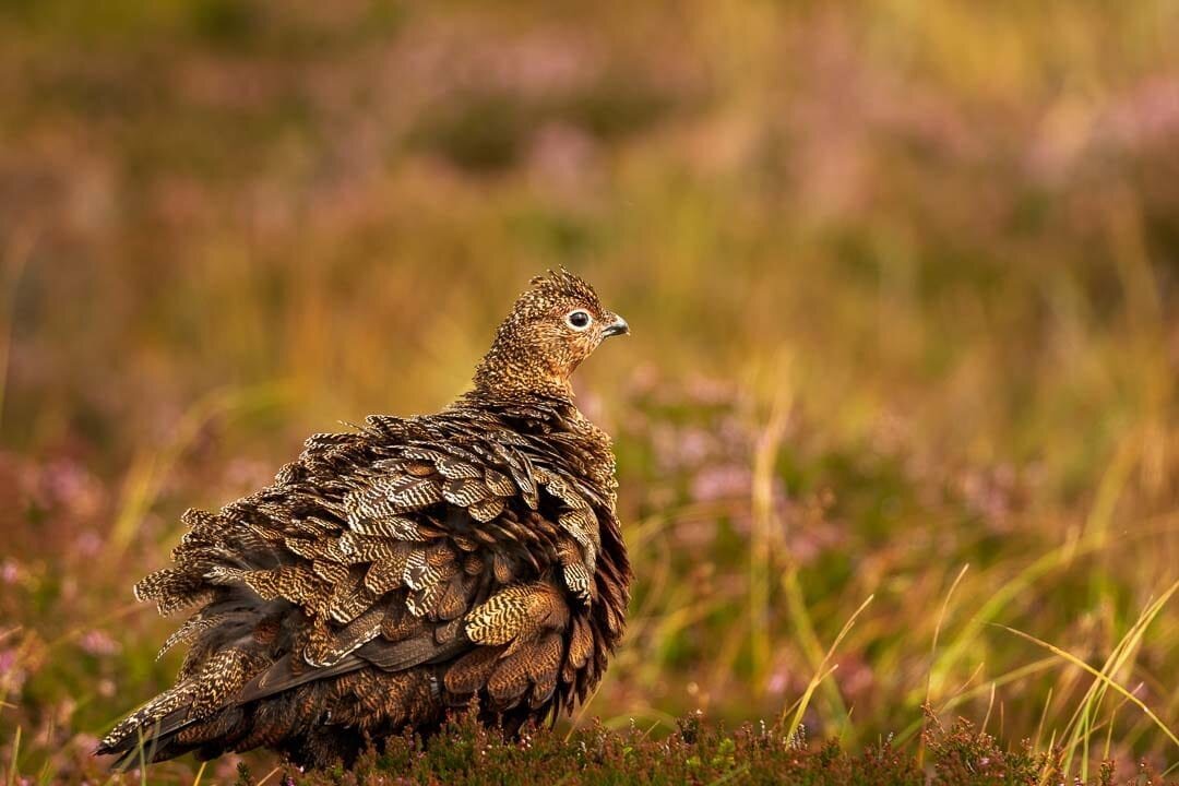 Red Grouse – 340mm, f/5.6, 1/500s, ISO 400