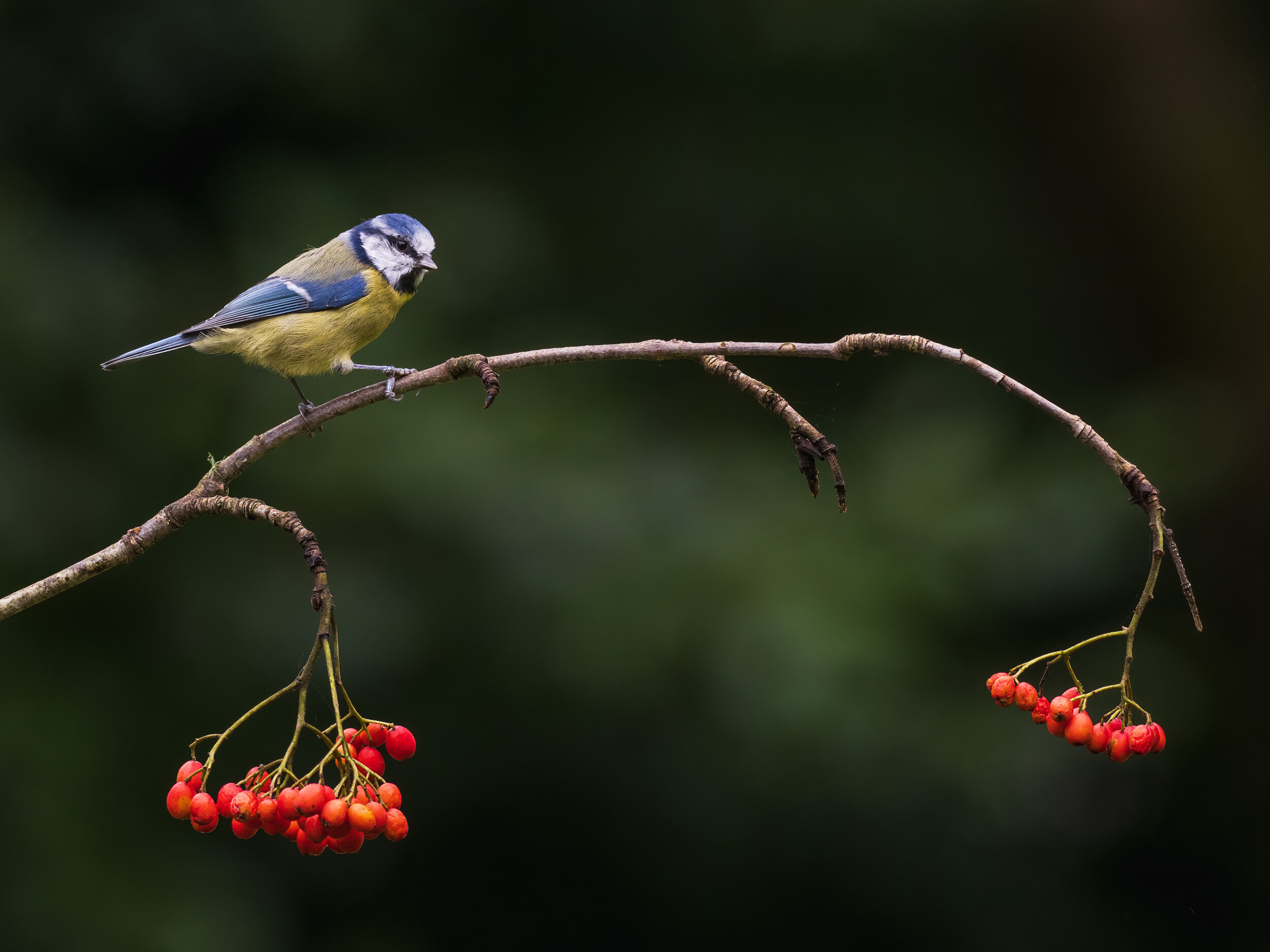 Blue tit on rowan branch with berries