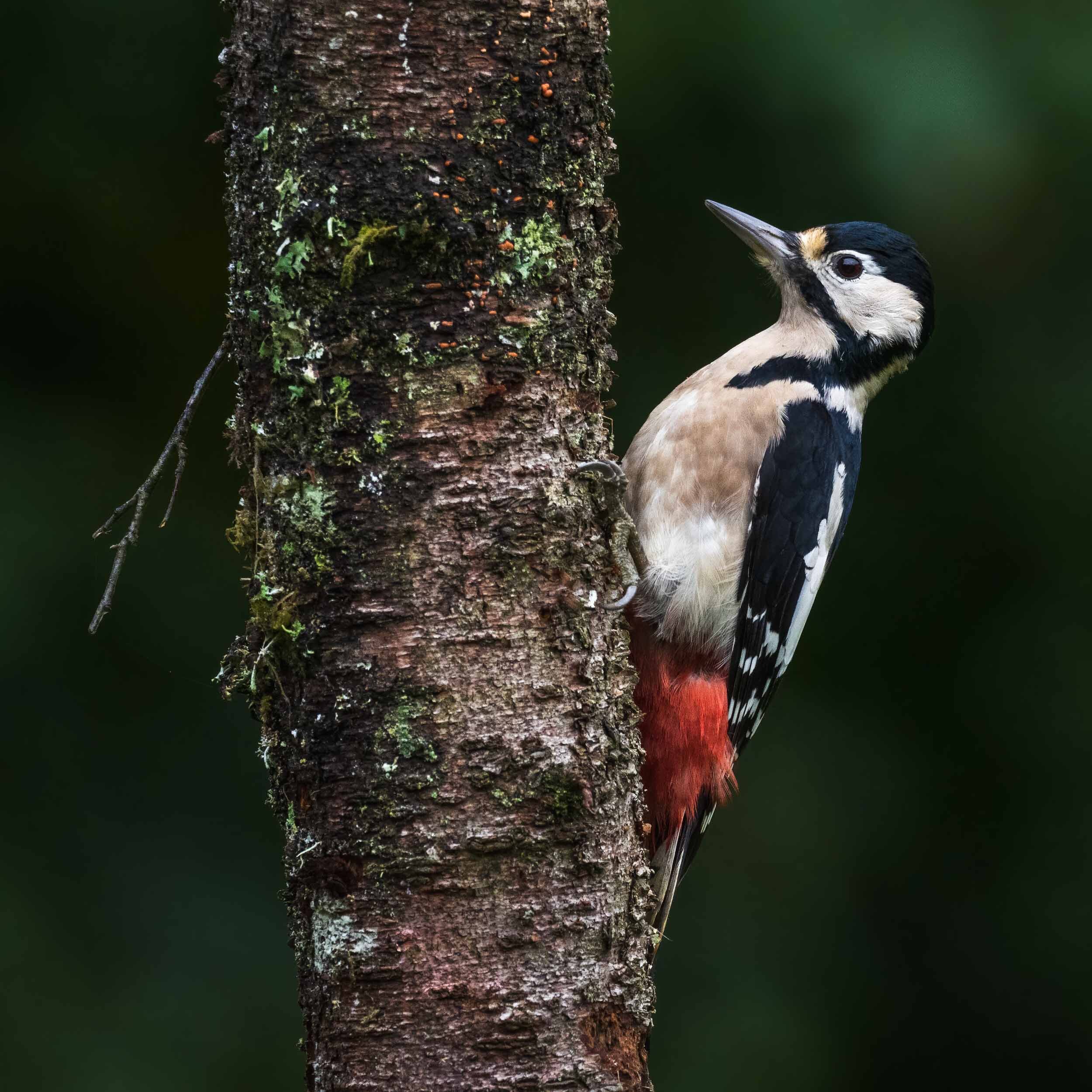 Great spotted woodpecker on my garden tree trunk