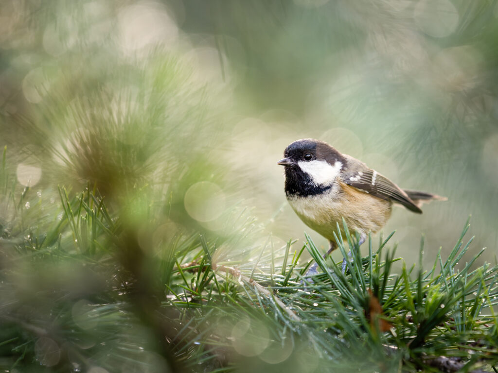 Coal tit photographed using the M.Zuiko 50-200mm f/2.8 lens