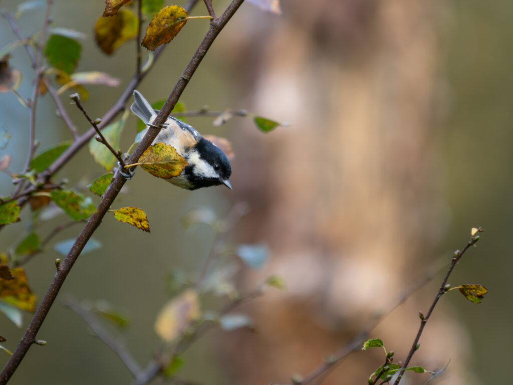 Coal tit on a branch with leaves