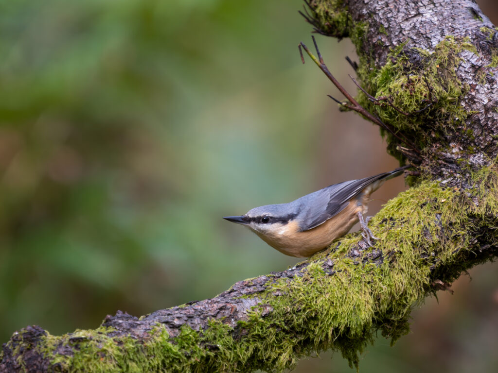 nuthatch