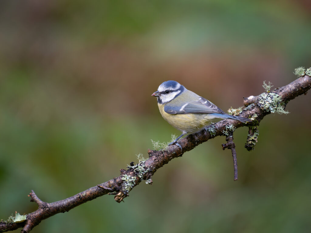 blue tit in the forest