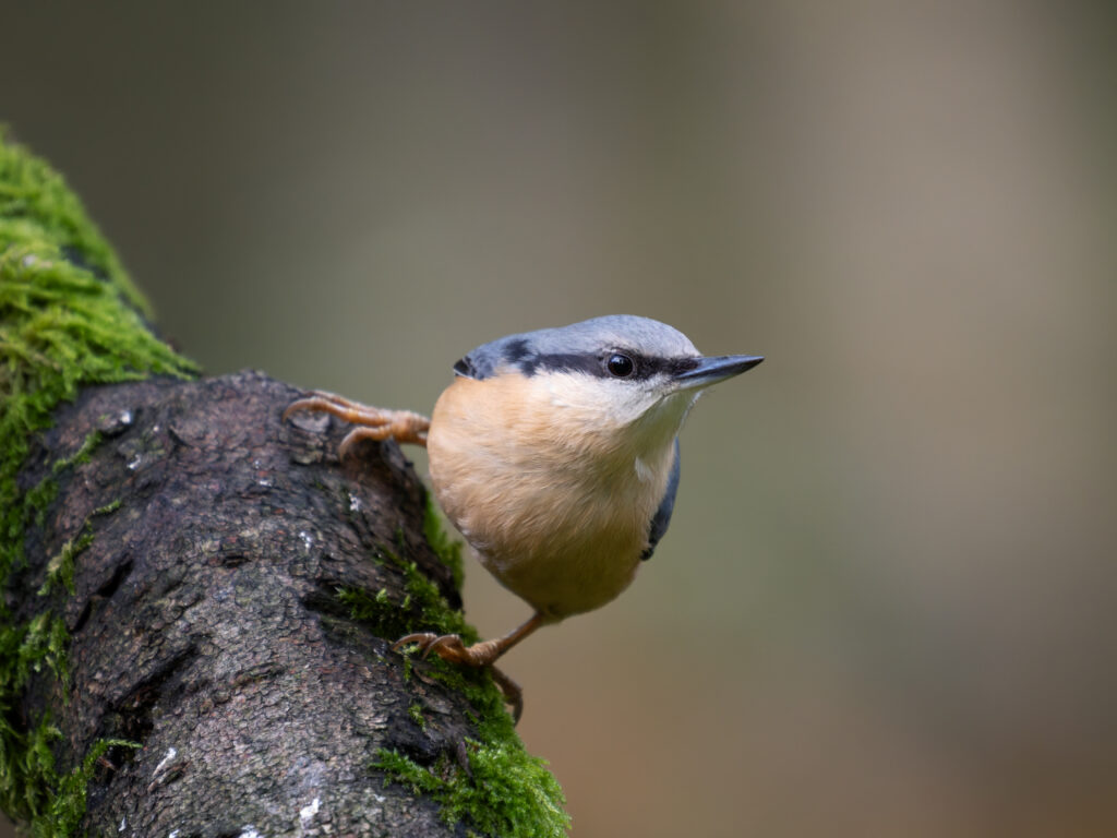 Nuthatch