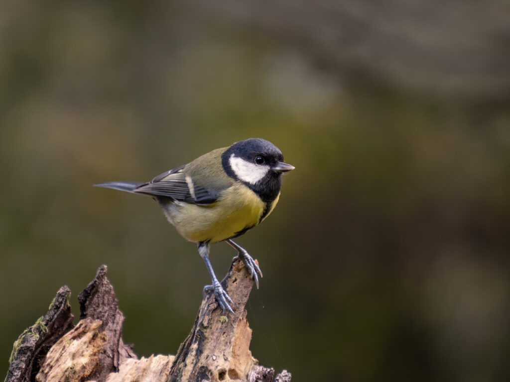 great tit