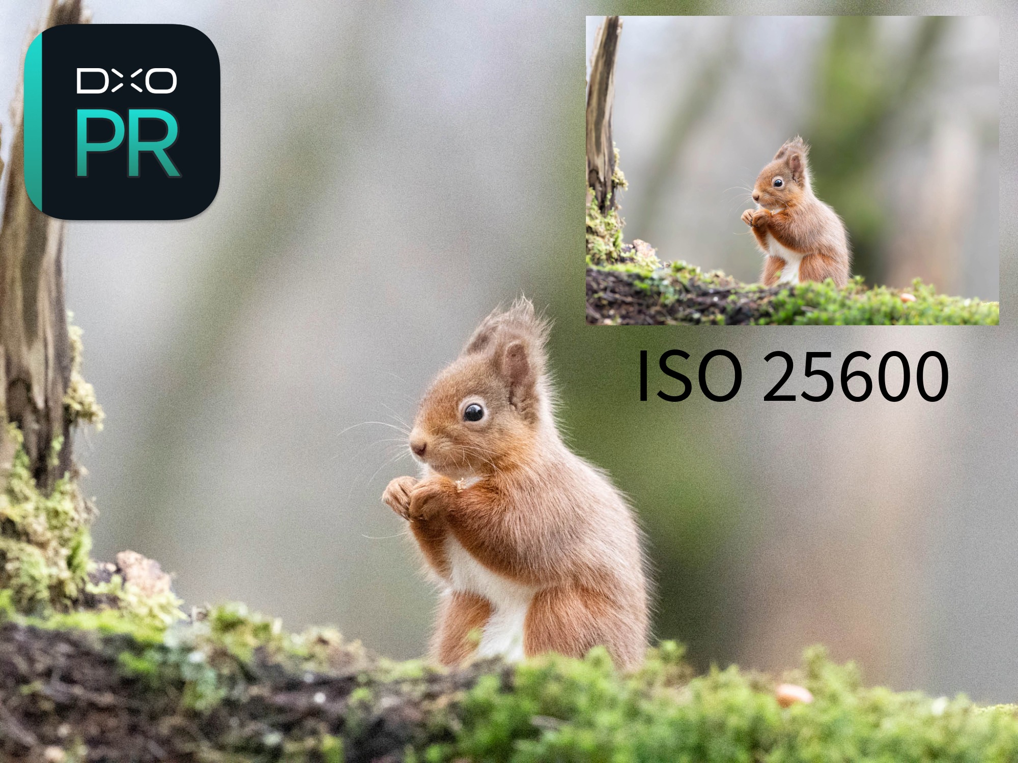 Red Squirrel DxO PureRAW 6 OM System ISO 25600