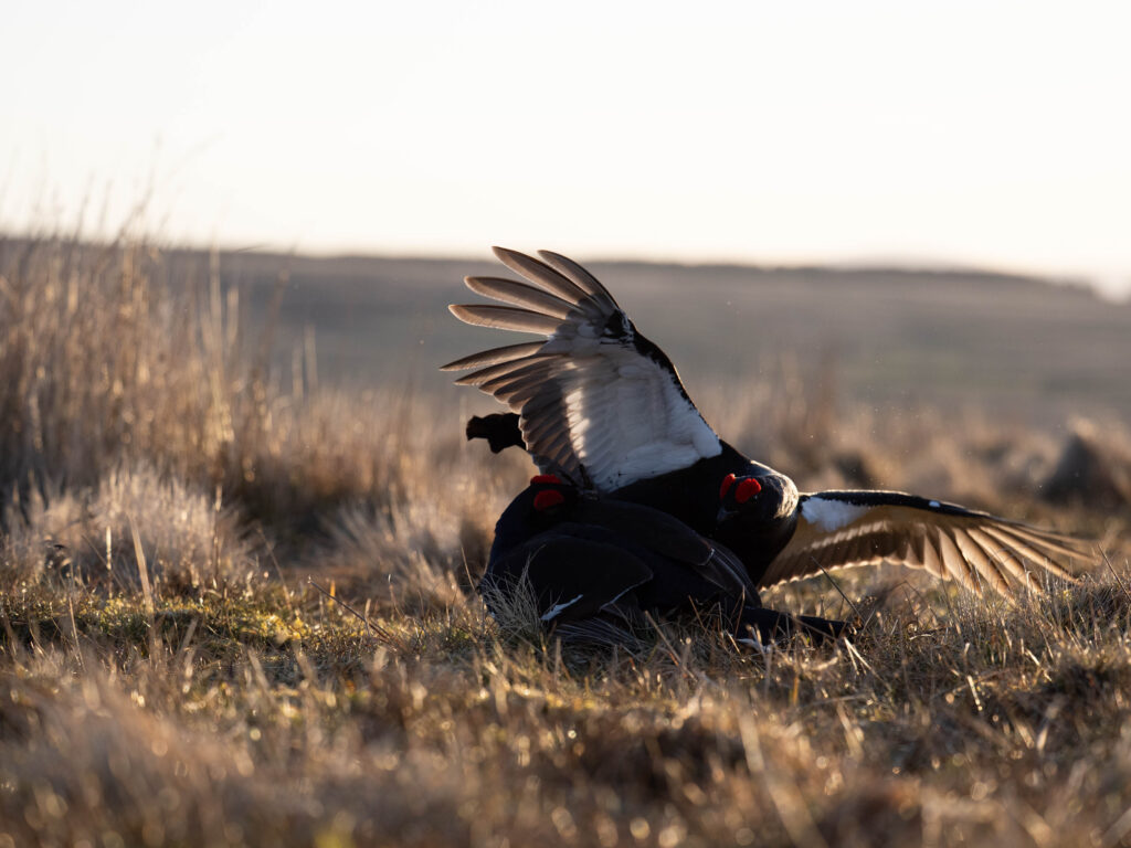 Black Grouse Lek Image Before Post Processing