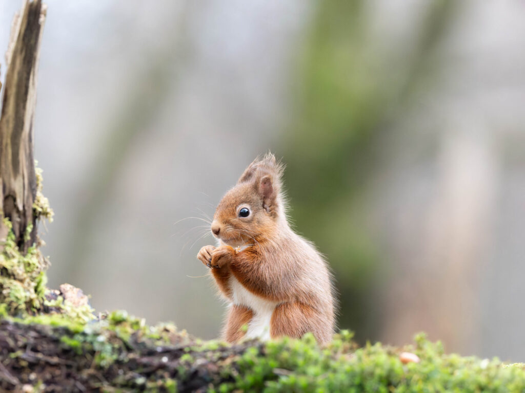 An image of a Red Squirrel at ISO 25600 Denoised with PureRAW 6 DeepPRIME XD3