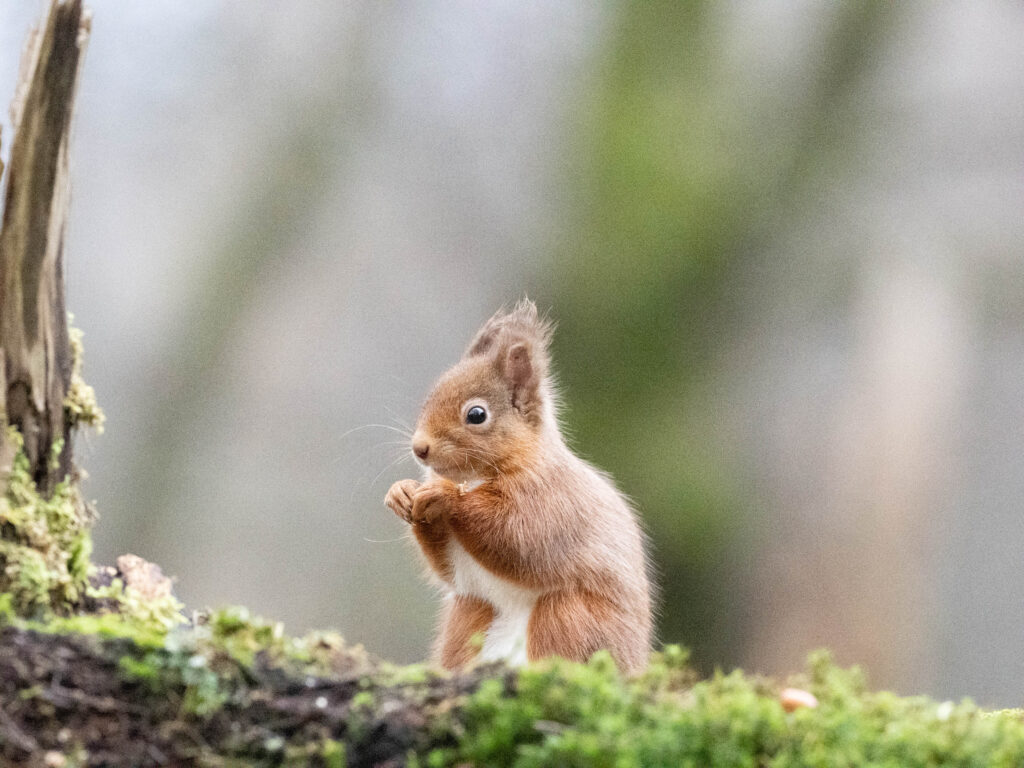 An image of a Red Squirrel taken at ISO 25600